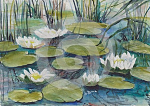 Â Overgrown pond. On the water flowers lilies and green leaves. Hand watercolor drawing